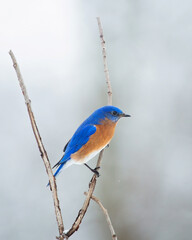 Male bluebird perched in a tree during falling snow in the winter
