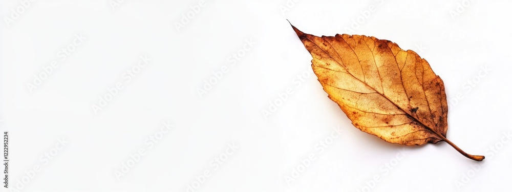 Poster Dried Fallen Leaf on White Background with Space for Text or Design Elements