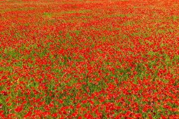 Fototapete Poppies on a green field in summer. Bright poppy flowers field background © Mazur Travel