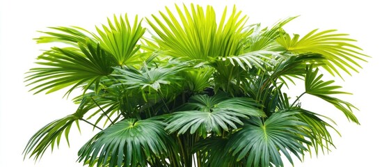 Fototapeta premium Lush green palm tree with vibrant leaves isolated on white background perfect for design projects and templates seeking ample copy space.