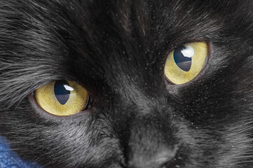 Yellow eyes of a black cat macro photo.