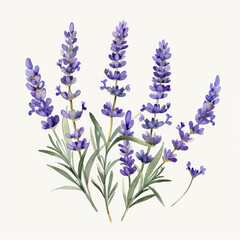 Naklejka premium Watercolor Lavender Illustration Tranquil Floral Botanicals for Aromatherapy and Decor