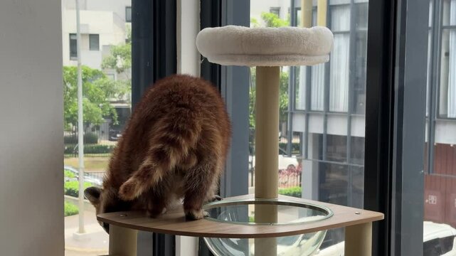 a cute fluffy raccoon is playing around on the wooden tower. a racoon trying to climb up the wooden tower. adorable animal behavior, curious raccoon on the top of a soft pillow wooden tower. pet cafe