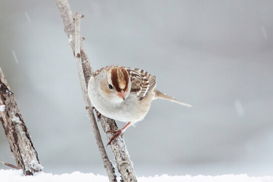 Juvenile White Crowned Sparrow on a winter day in the snow perched on a branch in the Midwest