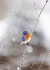 Male bluebird perched in a tree during falling snow in the winter