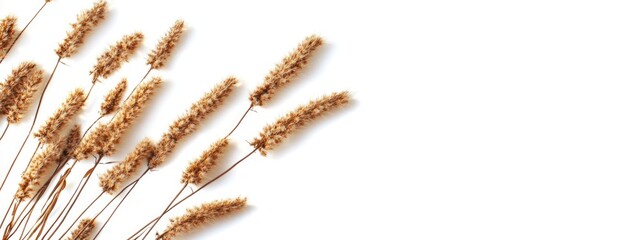 Dried horsetail plant on white background with ample copy space for natural or botanical themed designs and text placement.