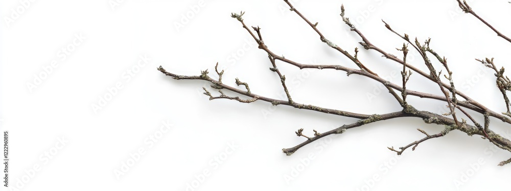 Poster Dried green tree branches on white background with space for text perfect for nature and botanical themed designs or advertisements