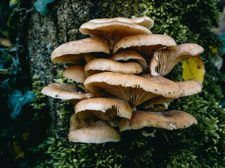 Herbstimpression aus dem Hönnetal im Sauerland