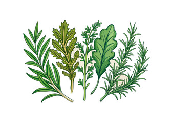 Fototapeta premium Realistic hand drawn herbs & wild flowers