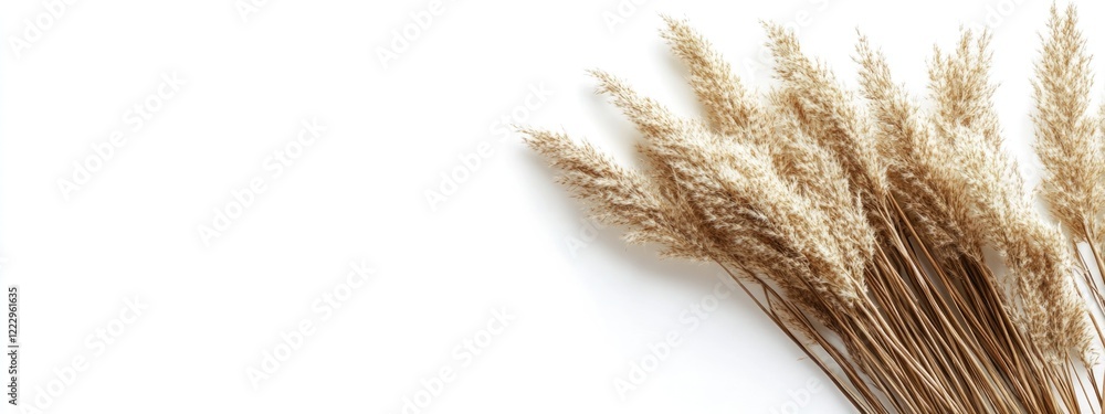 Poster dried pampas grass floral bouquet isolated on white background with space for text and design elemen