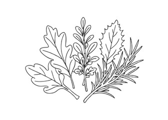 Realistic hand drawn herbs & wild flowers