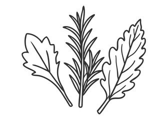 Fototapeta premium Green dill herb tasty spice ingredient vector illustration