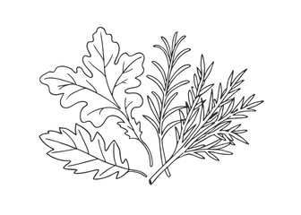 Naklejka premium Arugula, rosemary, spinach, dill Vintage botanical illustration in engraving style