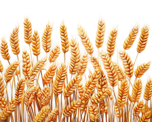 Sheaf Golden Wheat Ears, on white background