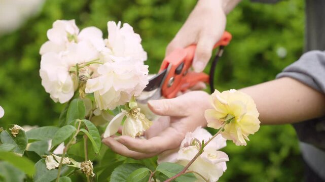 Woman pruning roses in quintessential English cottage garden