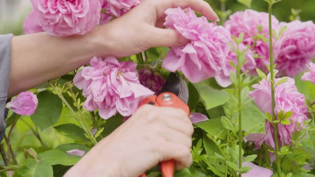 Woman pruning roses in quintessential English cottage garden