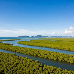 Mangrove Estuary at the Coast
