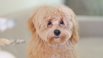 A fluffy untrimmed Maltipoo dog resting at home in a cozy environment.