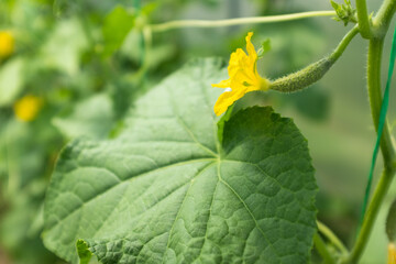 Close-Up of Cucumber Plant with Yellow Flowers and Green Leaves – Healthy Garden Vegetation. Gherkins grow in glasshouse for design, wallpaper, poster, banner, cover, website. High quality photography