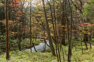 日光　紅葉　いろは坂
