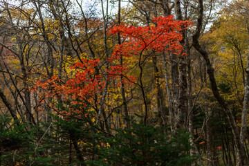 日光　紅葉　いろは坂