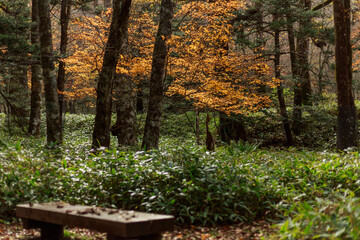 日光　紅葉　いろは坂