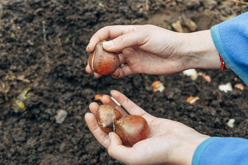 A gloved hand holds a shovel and fertilizes the ground before planting, autumn
