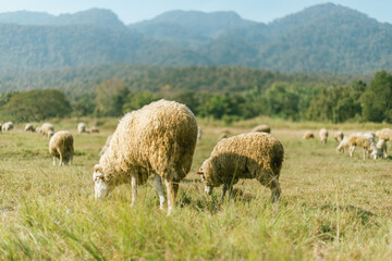 Sheep Farm in Thailand