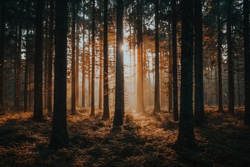 Fototapeta premium Serene forest scene with sun rays filtering through tall trees, illuminating the autumn foliage