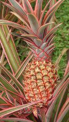 Fototapeta premium ripe pineapple on the plant