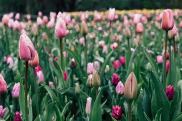 Beautiful fresh pastel colored tulip flowers in full bloom. Natural spring floral texture for background.