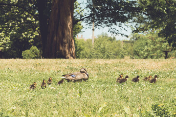 Mama and Baby Ducks Walking in Park Grass