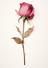 Elegant pink rose on white