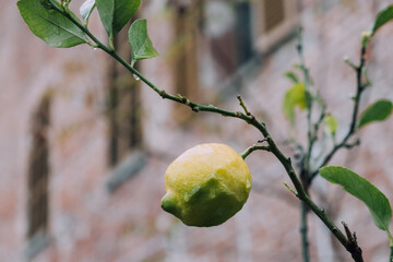 Close up view of lemon tree branch in the garden.