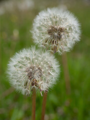 Fototapeta premium Löwenzahn, Pusteblume