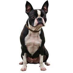 Fototapeta premium Boston Terrier dog sitting on transparent background. Boston Terrier puppy sitting on transparent background. Image of isolated Boston terrier against pure white background, ideal for presentations.