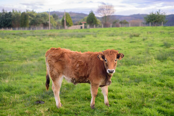 Pequeño ternero marrón en pradera de pastos en Asturias