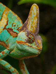 Jemencham&auml;leon (Chamaeleo calyptratus)