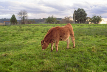 Pequeño ternero marrón en pradera de pastos en Asturias