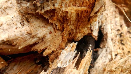 Woods texture with blur background