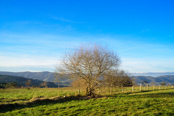 Obraz premium Arbol sin hojas en ladera de monte en Asturias