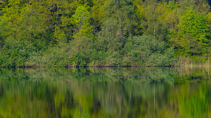 Waldlandschaft spiegelt sich in einem See
