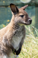 Cute fluffy wallaby in the park. Marsupial mammals. Australia