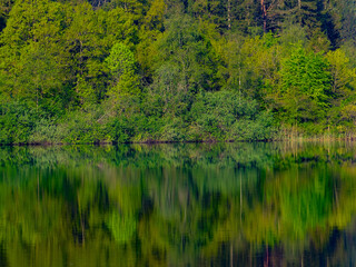 Waldlandschaft spiegelt sich in einem See