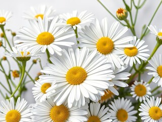 Obraz premium Daisy Garden Homestead Illustration