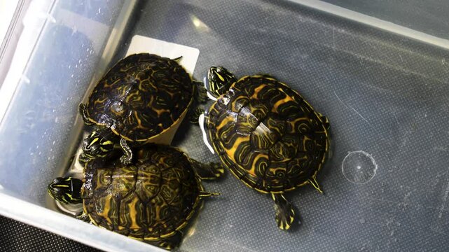 Pseudemys Peninsularis Florida Red-Bellied Cooter