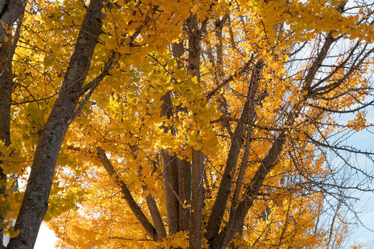 Looking up at brilliajnt yellow gingko tree leaves - Powered by Adobe