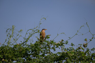 The beautiful Brahminy starling bird perched on a branch against a clear blue sky. The bird is perched on a branch with green leaves and thin, delicate stems.