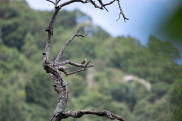 The beautiful small cuckoo bird perched on a weathered branch. The backdrop is a soft blur of green foliage and distant hills, creating a sense of tranquility and peace. 
