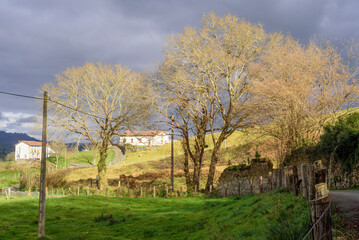 Obraz premium Arboles sin hojas en camino rural en Asturias